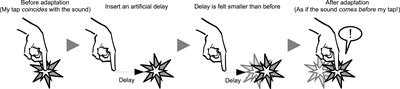Audiomotor Temporal Recalibration Modulates Decision Criterion of Self-Agency but Not Perceptual Sensitivity